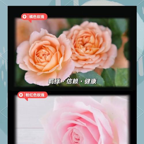 粉红色玫瑰代表什么？花语有哪些含义？