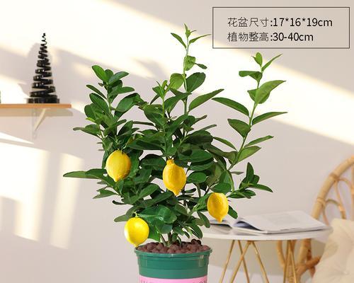 柠檬怎么养殖长得好？掌握这些技巧轻松培育健康柠檬树