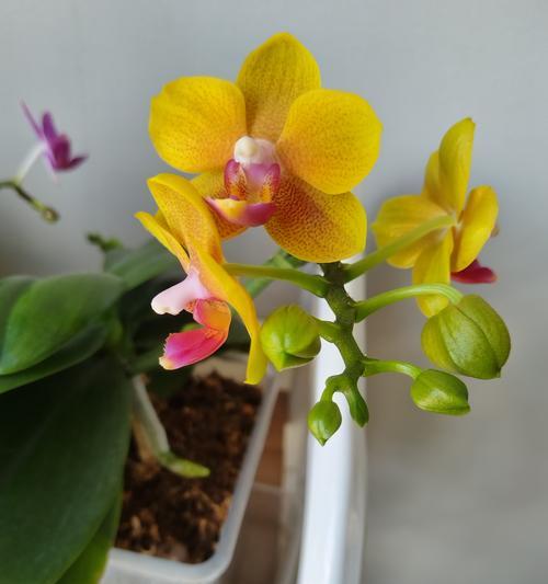 兰花含香公主的花语有何深意？