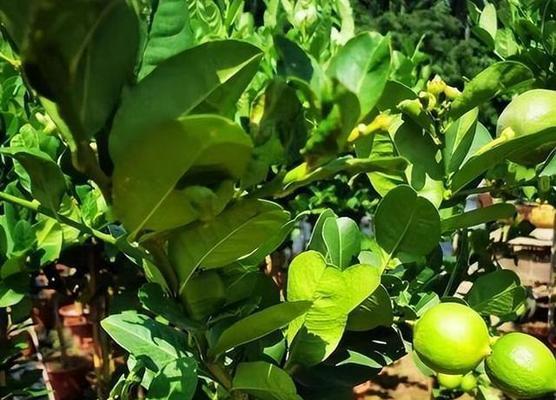柠檬种植条件是什么？种植区域和温度要求有哪些？