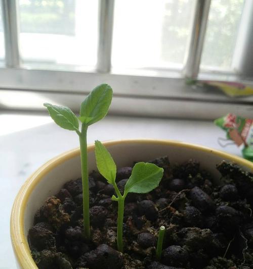 柠檬种子可以吃吗？食用后有哪些健康影响？