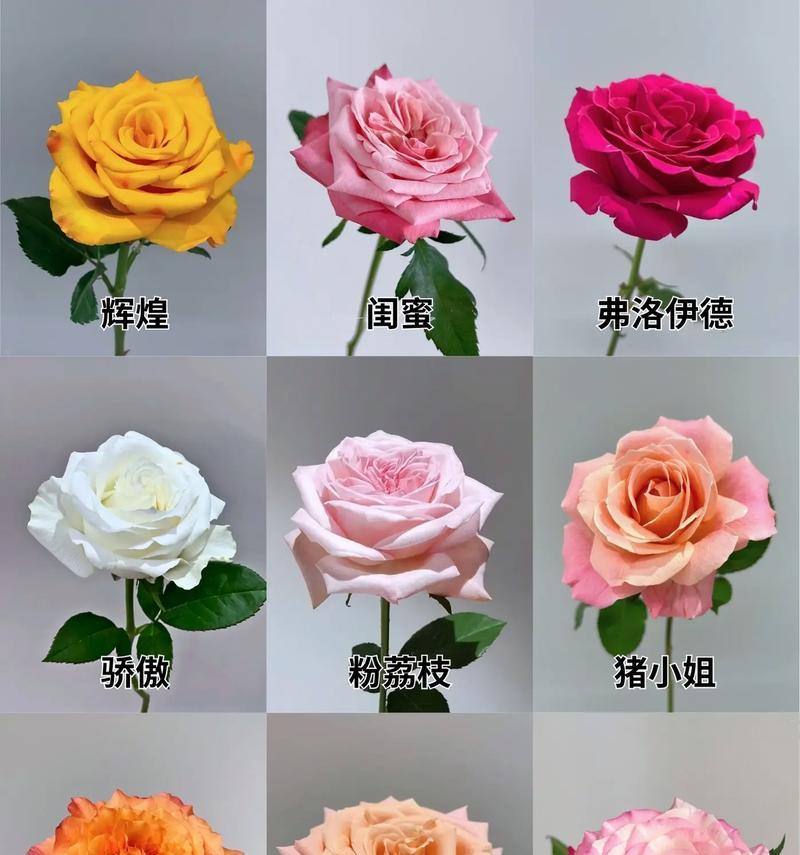玫瑰花的外观寓意有哪些？如何解读？