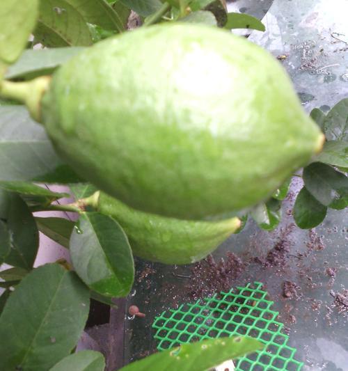 柠檬种子有毒吗？食用后需要注意什么？