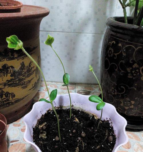 柠檬种子有毒吗？食用后需要注意什么？