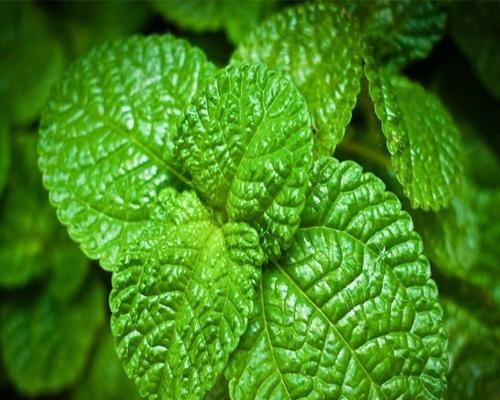 柠檬种子有毒吗？食用后需要注意什么？