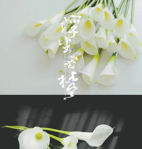永恒幸福花语有何寓意？如何传达深情？