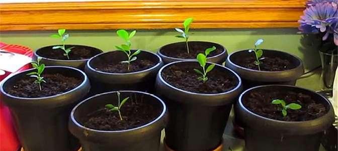 柠檬种子发芽技巧是什么？泡多久能促进发芽？
