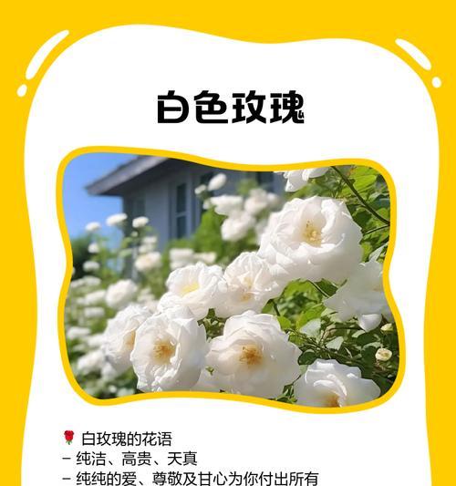 快乐就好的花语传达了什么信息？