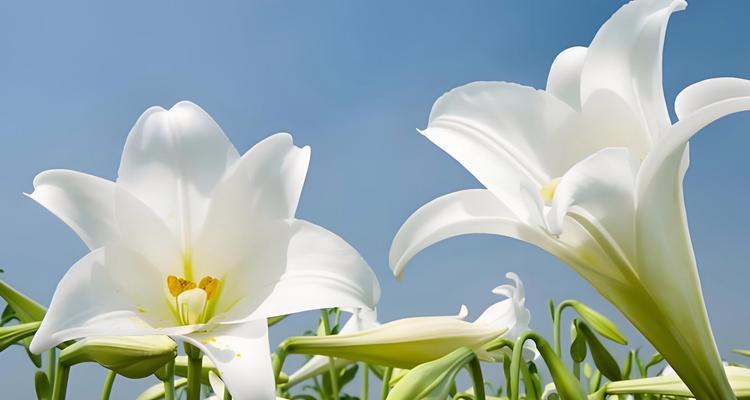 快乐就好的花语传达了什么信息？
