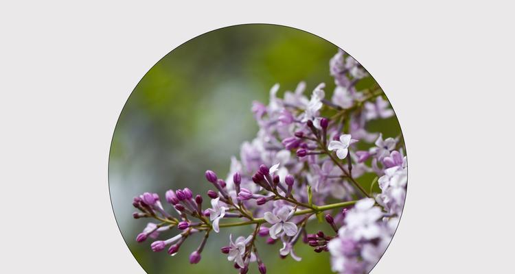 梦中注定的花语是什么？它预示着什么？