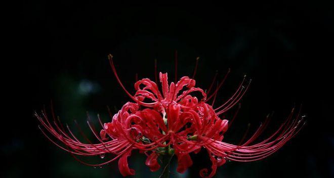 梦中注定的花语是什么？它预示着什么？