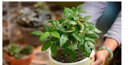 柠檬籽可以种吗？如何正确种植柠檬籽？