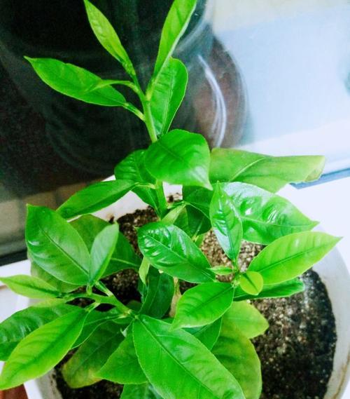 柠檬籽可以种吗？如何正确种植柠檬籽？