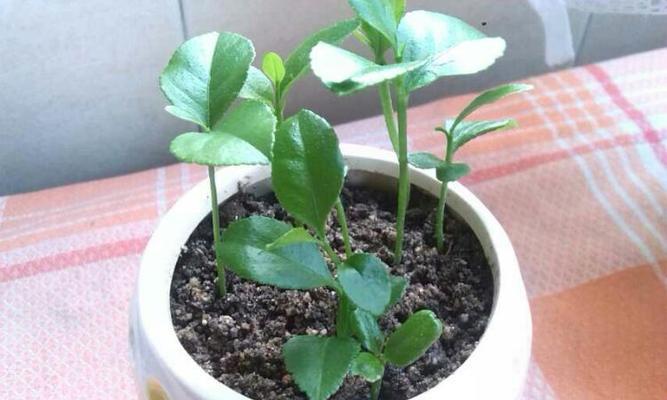 柠檬籽可以种吗？如何正确种植柠檬籽？