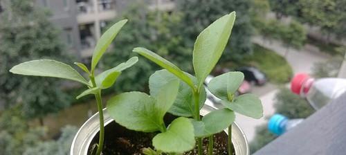 柠檬籽能否种植成功并结出果实？