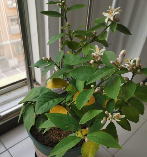 柠檬籽能否种植成功并结出果实？