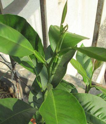 柠檬籽能否种植成功并结出果实？