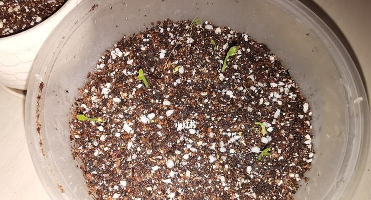 柠檬籽发芽快的秘诀是什么？需要多长时间？
