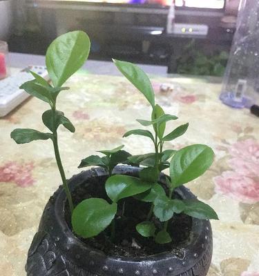 柠檬籽发芽快的秘诀是什么？需要多长时间？