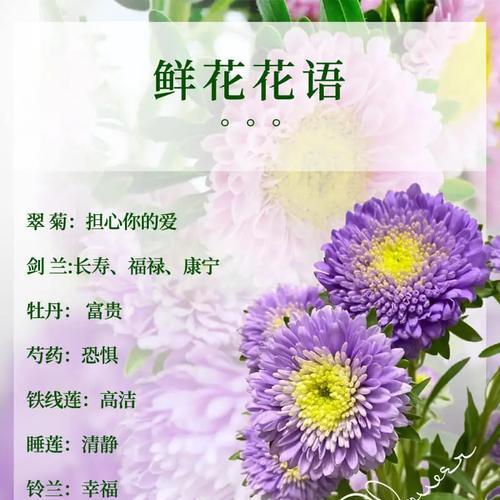 草籽花的别名和花语代表了什么？