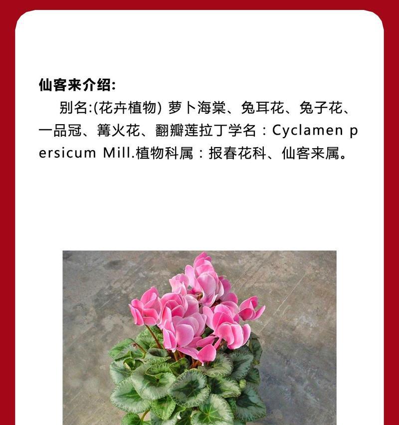 草籽花的别名和花语代表了什么？