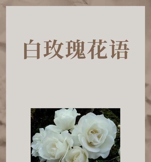 母亲三周年纪念日送什么花？花语中包含哪些情感？