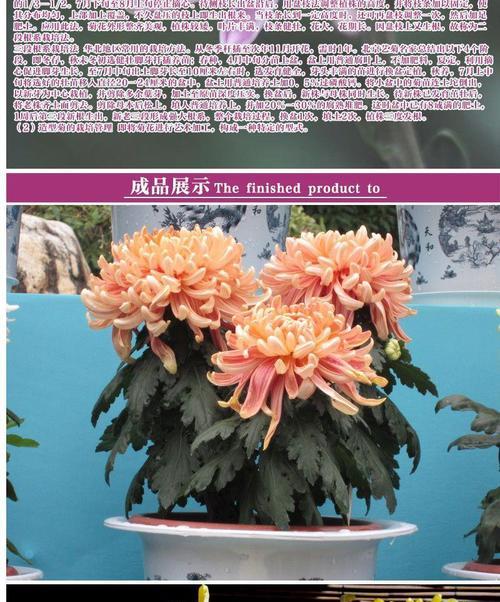 菊花苗的花语和寓意有哪些？