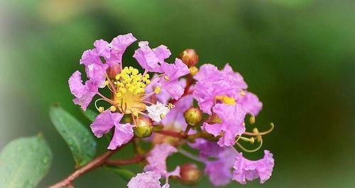 宁波的市花是什么花？宁波市花的含义和特点是什么？