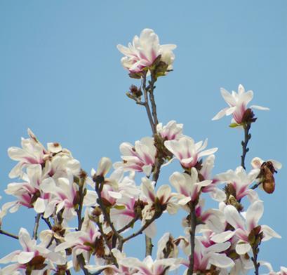 宁波的市花是什么花？宁波市花的含义和特点是什么？