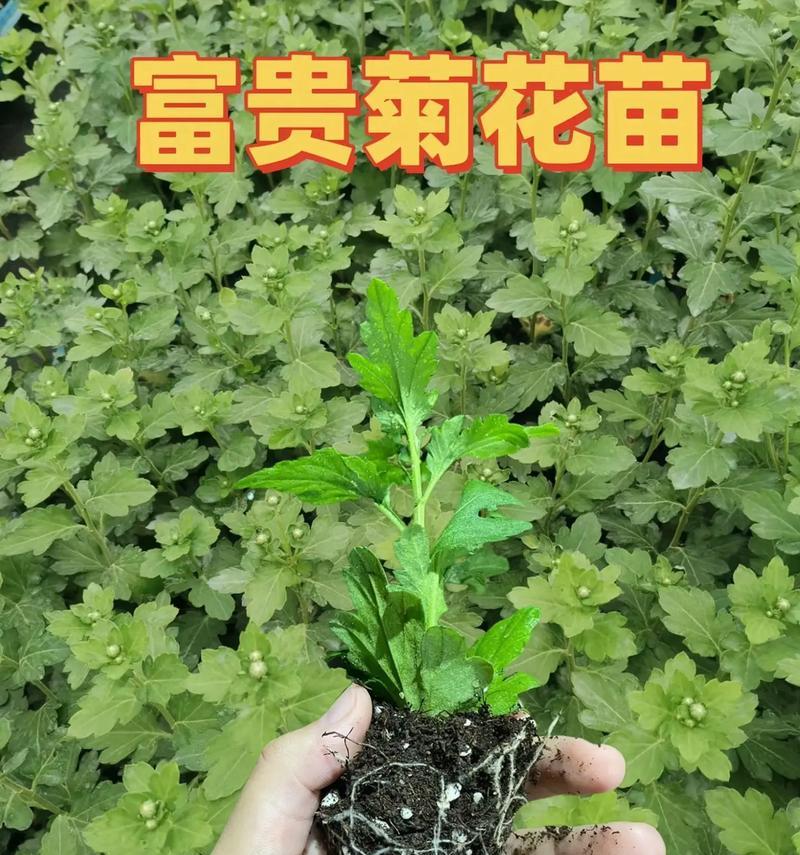菊花苗的花语和寓意有哪些？