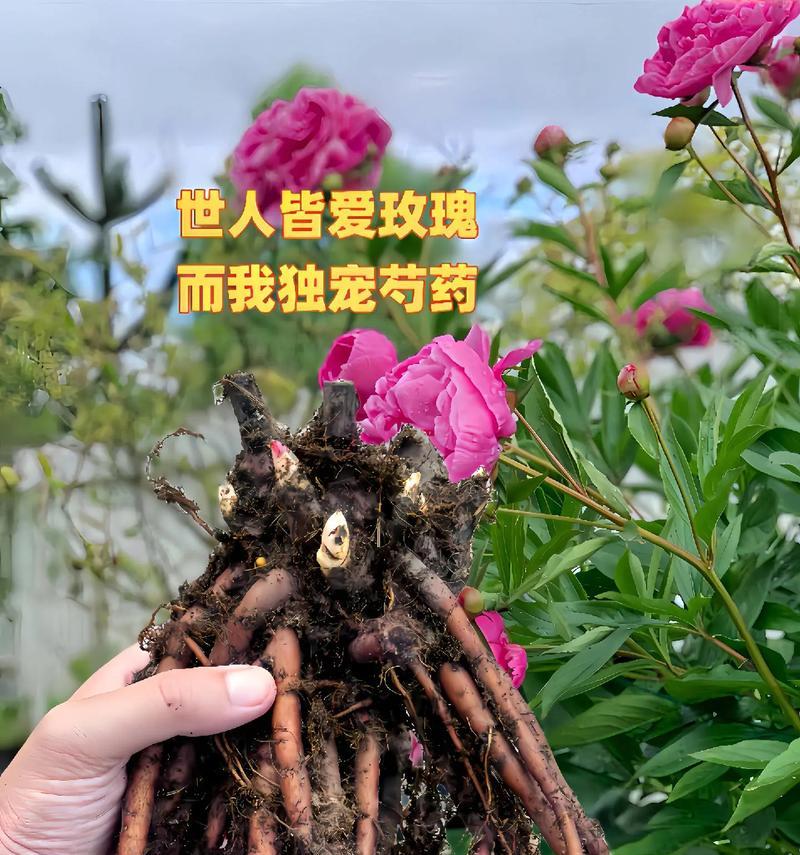 紫红色芍药的花语是什么？它有什么特别含义？