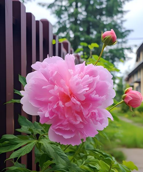 紫红色芍药的花语是什么？它有什么特别含义？