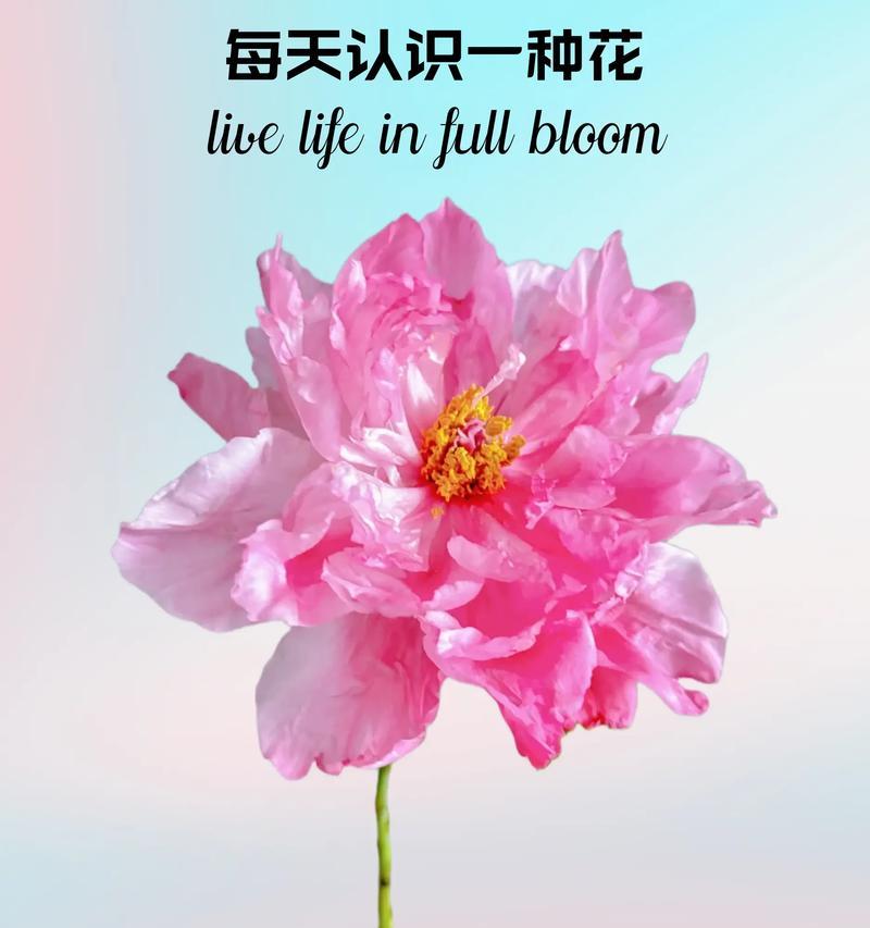 紫红色芍药的花语是什么？它有什么特别含义？
