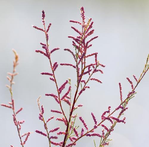 自由与束缚的花语分别是什么？