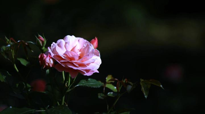 32朵丝带玫瑰花代表什么含义？花语有何特别之处？