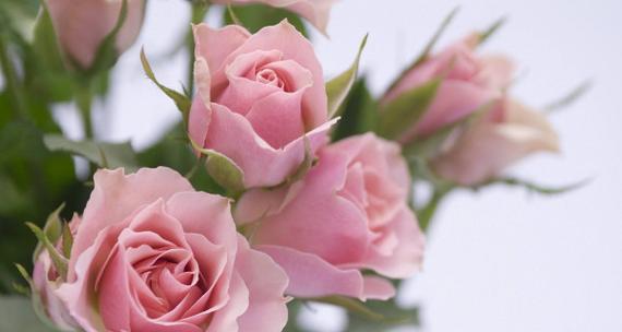 32朵丝带玫瑰花代表什么含义？花语有何特别之处？