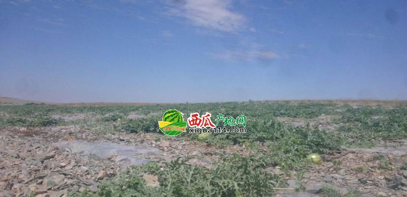 宁夏西瓜产地在哪里？如何辨别正宗宁夏西瓜？