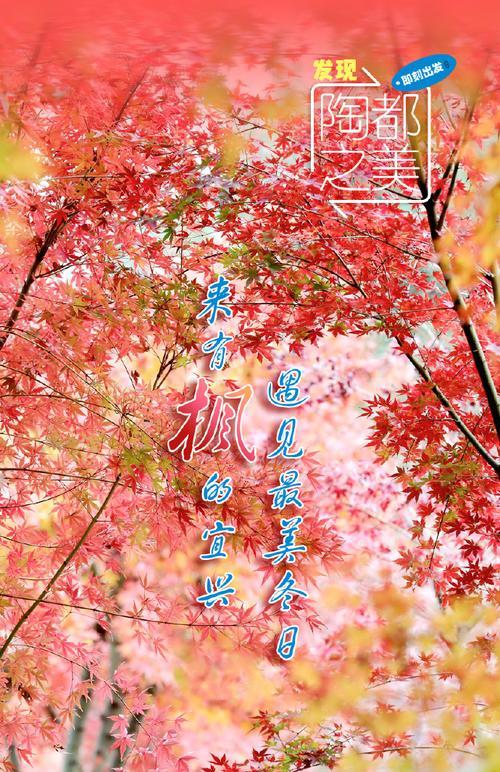 枫叶的花语有哪些寓意？取名时枫叶代表什么？