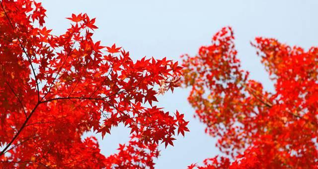枫叶的花语有哪些寓意？取名时枫叶代表什么？