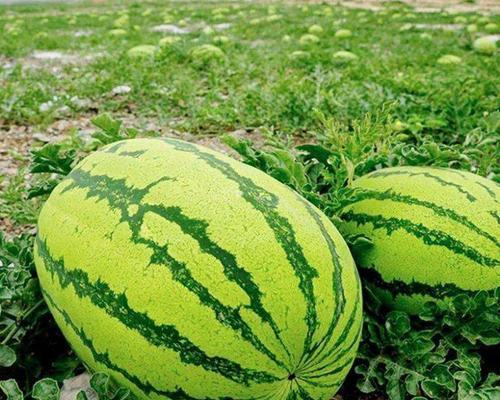 宁夏西瓜什么时候成熟？如何挑选最佳成熟度的西瓜？