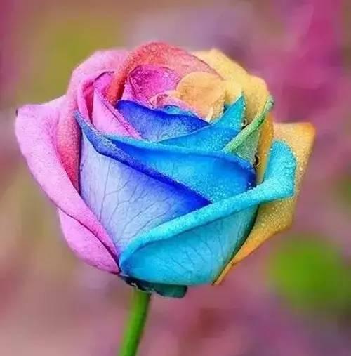 青色玫瑰的花语和寓意有何独特之处？