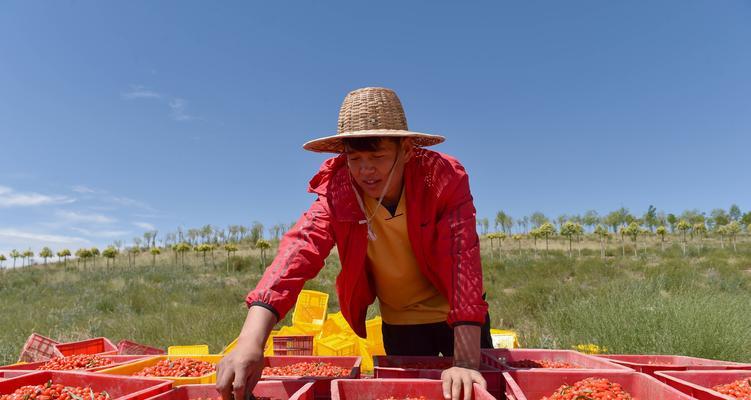 宁夏枸杞的最佳采摘时间是什么时候？采摘后如何保存？