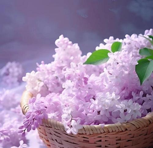 遗憾植物的花语是什么？它们代表的含义是什么？