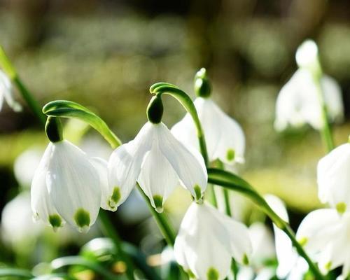 白花枝的花语代表什么？