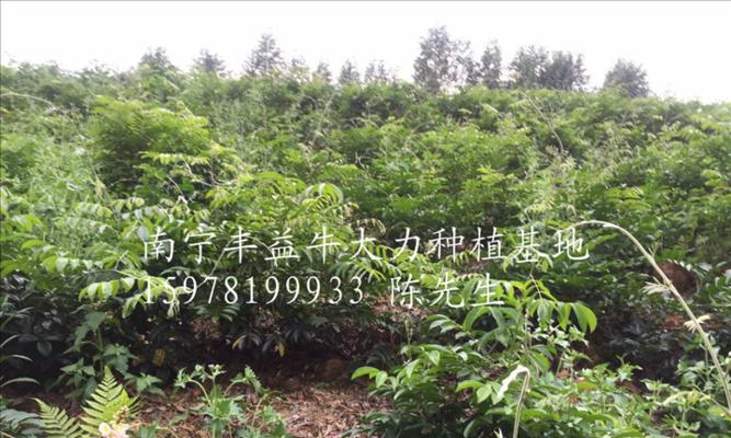 牛大力产地在哪里？如何辨别真正的牛大力来源？