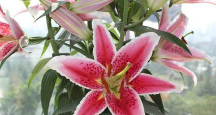 莜面花语的含义是什么？