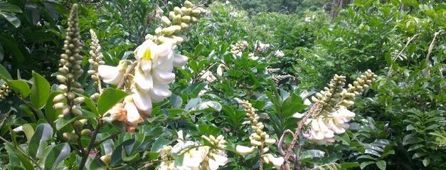 牛大力几月份开花结果？如何正确识别其花期？