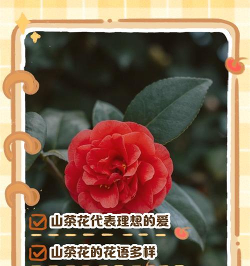 茶花牡丹的花语有何寓意？