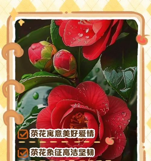 茶花牡丹的花语有何寓意？