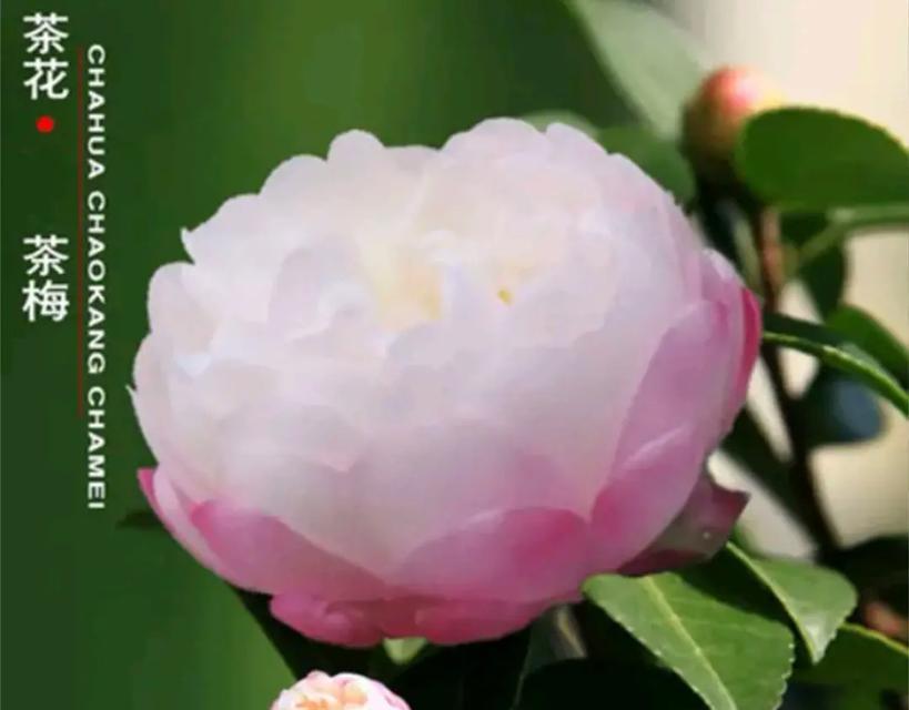茶花牡丹的花语有何寓意？